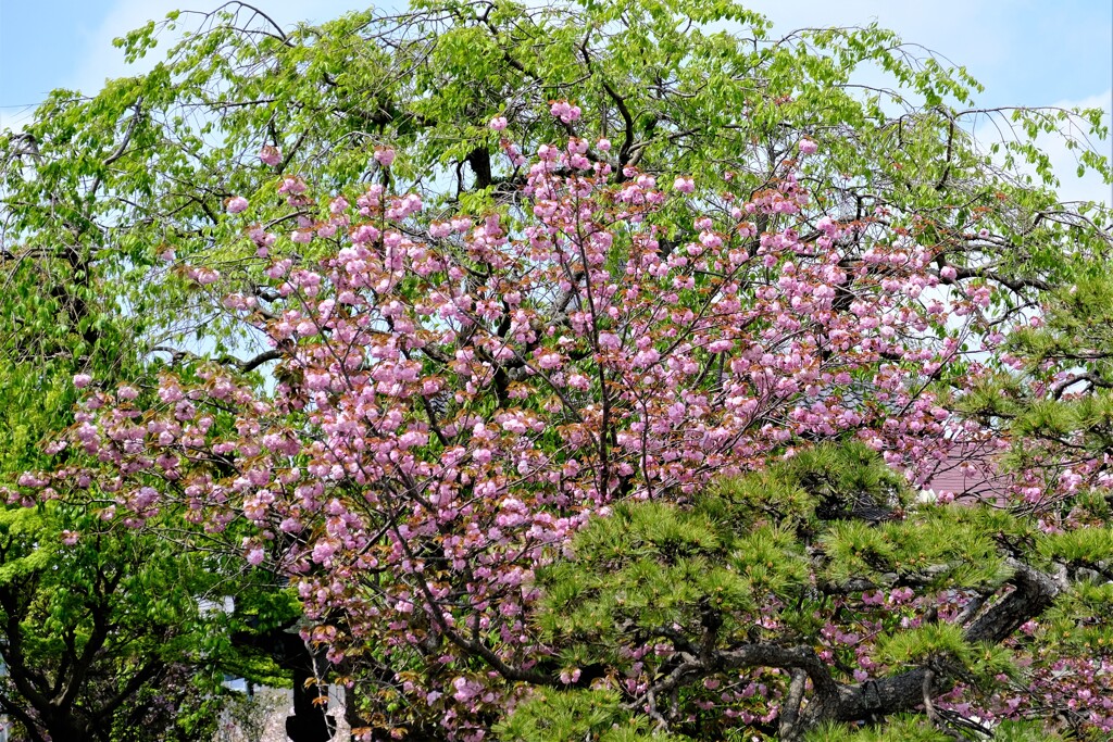 八重桜（３）