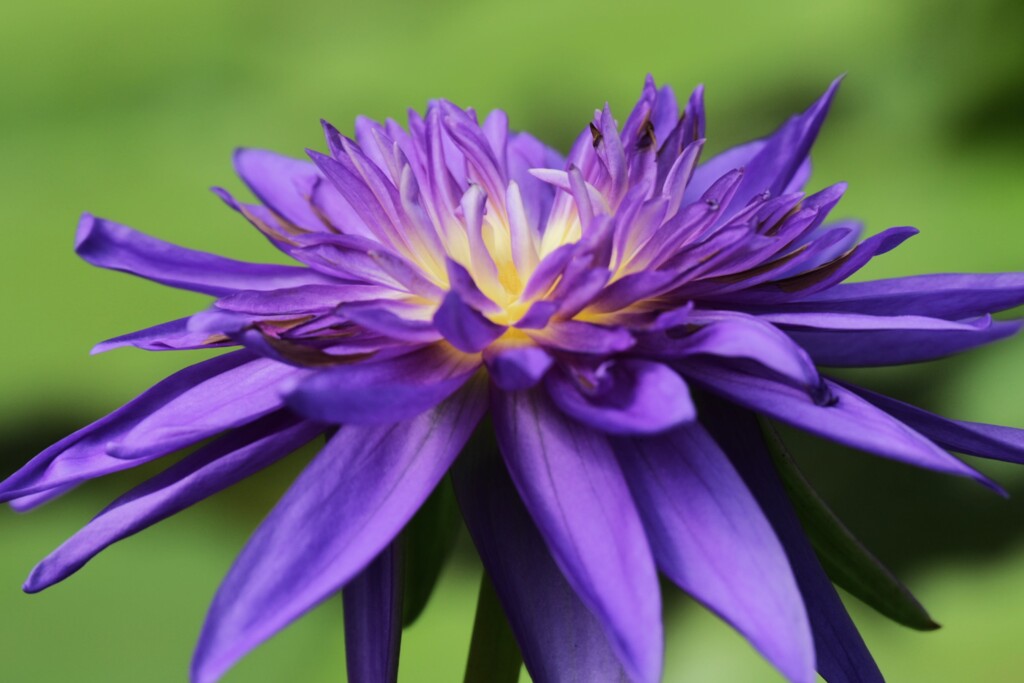 ネツタイスイレン