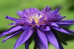 ネツタイスイレン