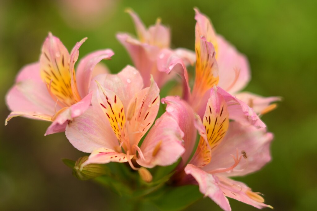 アルストロメリア