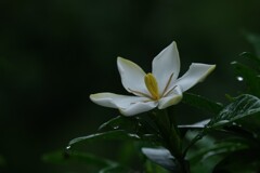 散歩の途中で。