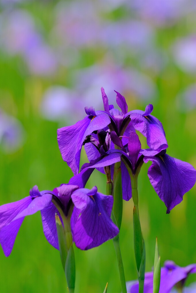 散歩の途中で。Ⅷ