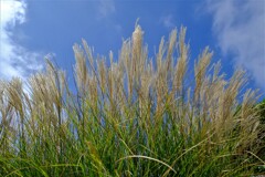 散歩の途中で。２