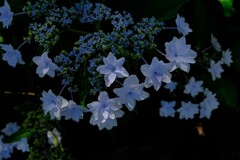 アジサイ
