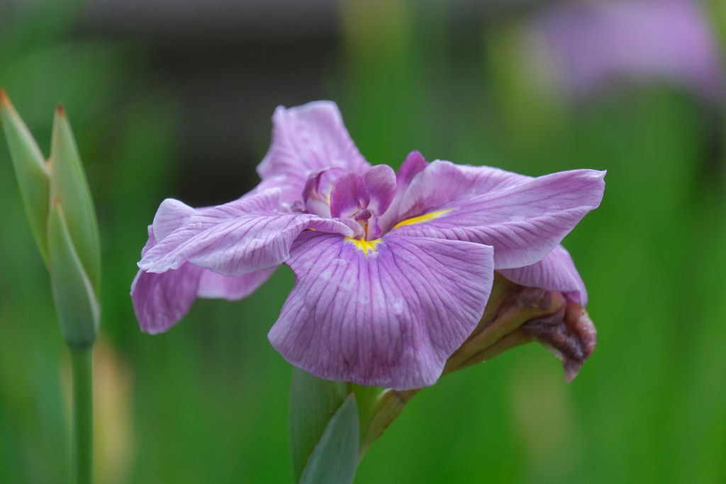 散歩の途中で。