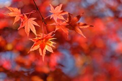 散歩の途中で。6