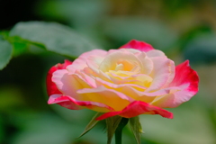 散歩の途中で。