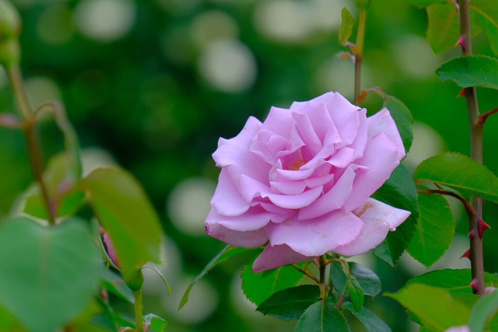 散歩の途中で。(13)