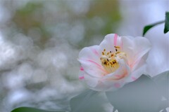 散歩の途中で。7