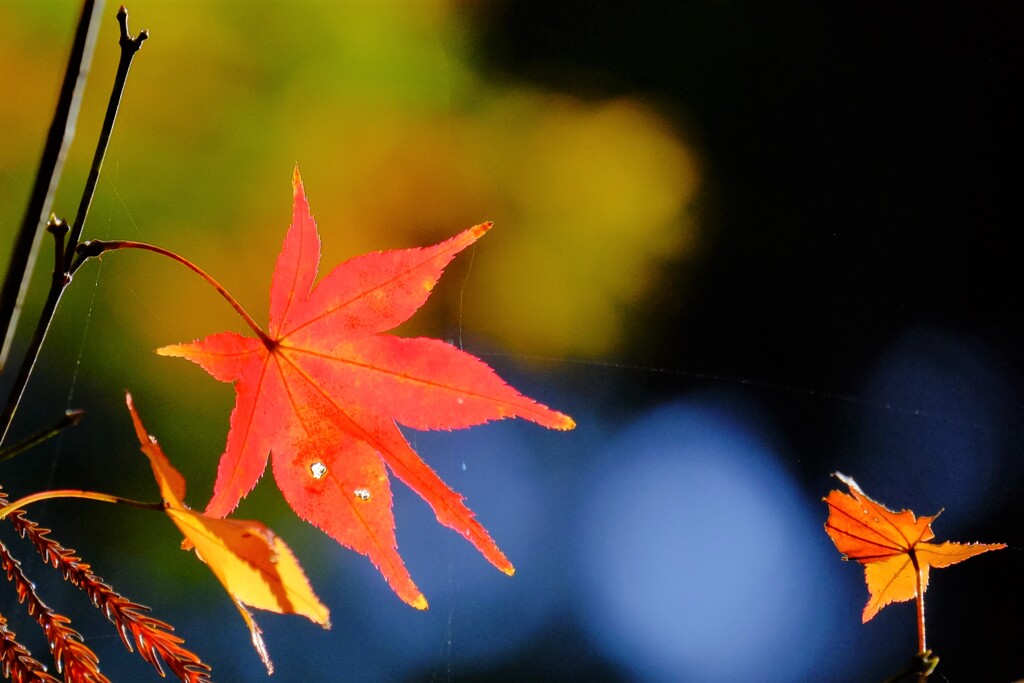 散歩の途中で、遠出　１