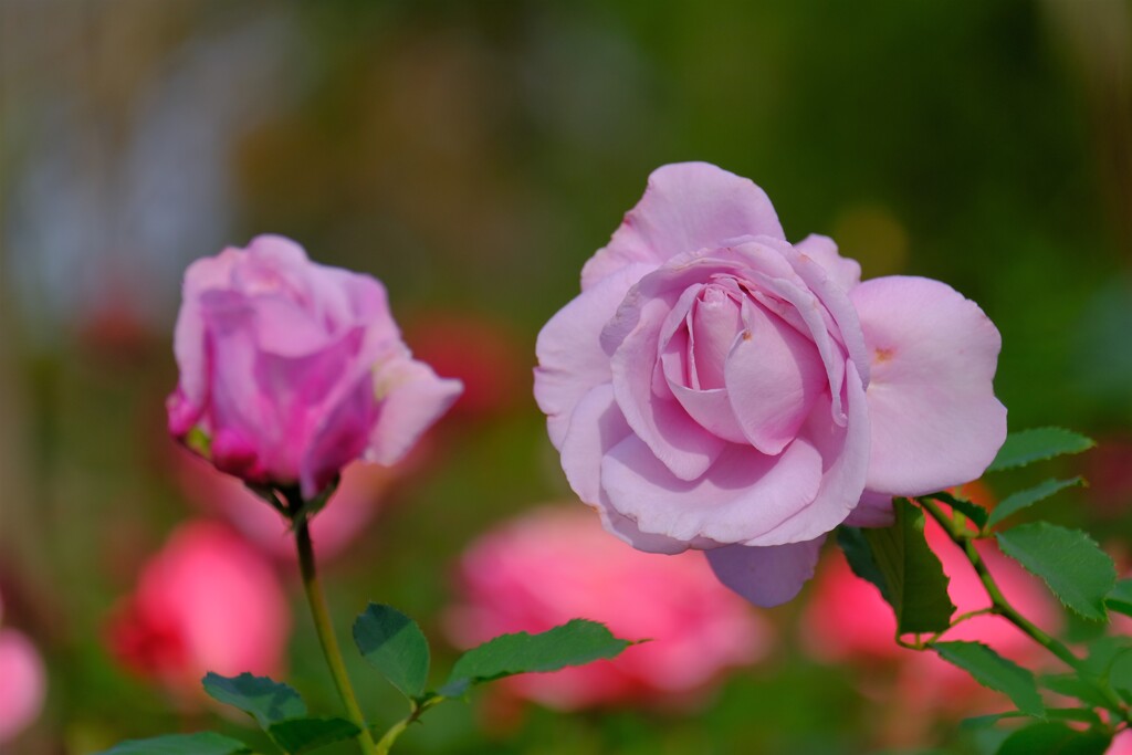 散歩の途中で、Ⅹ