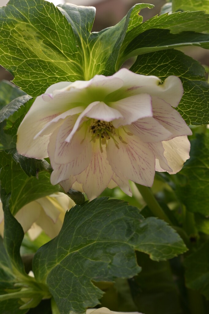 クリスマスローズ