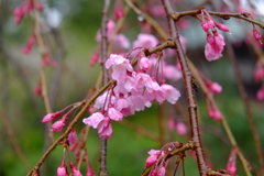 枝垂桜