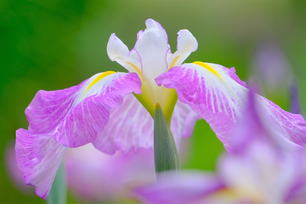 散歩の途中で。Ⅶ