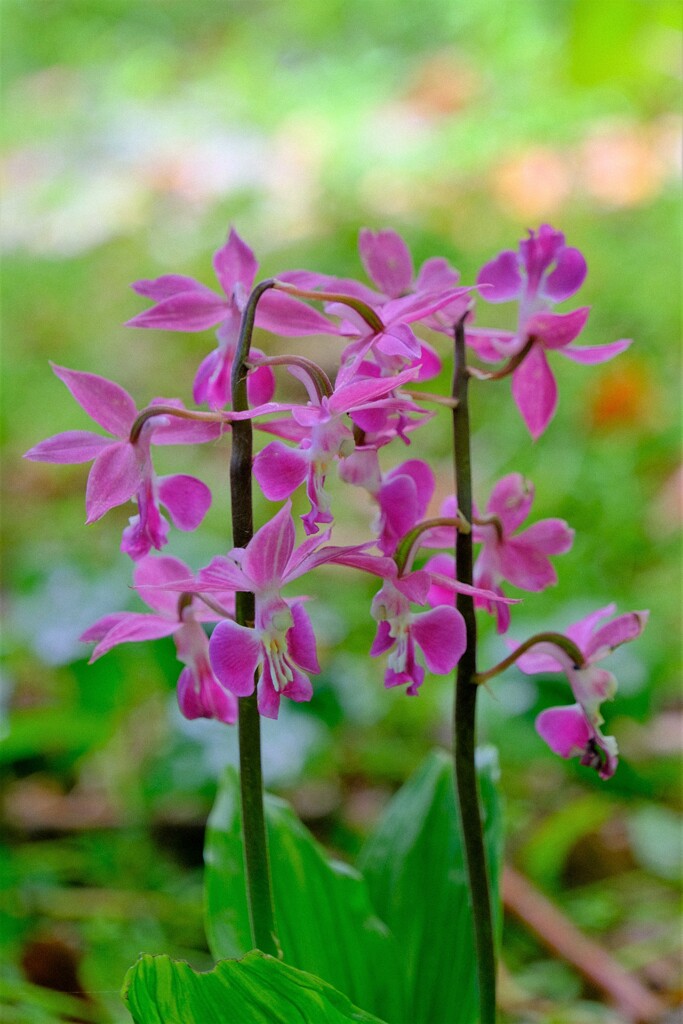 散歩の途中で。⑧