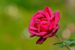 散歩の途中で、Ⅷ