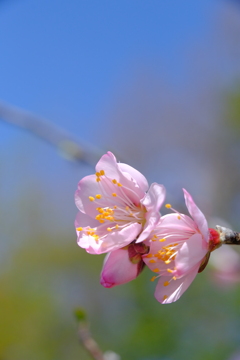 桜（春メキ）
