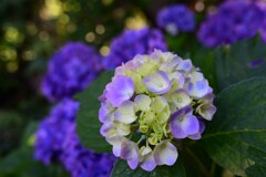 アジサイ（４）