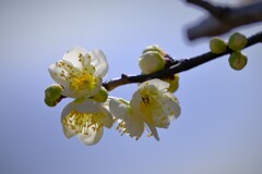 散歩の途中で。④