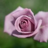 薔薇-8
