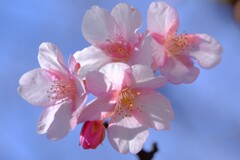 散歩の途中で。7