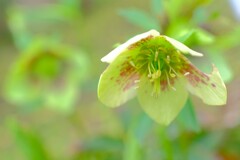 散歩の途中で。7