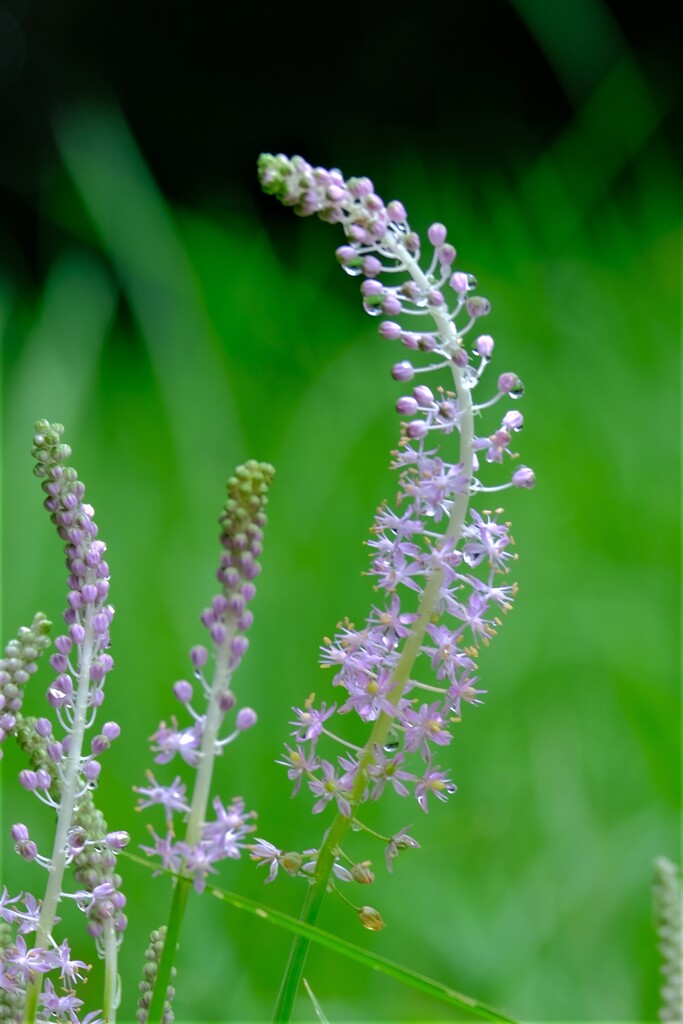 散歩の途中で。5