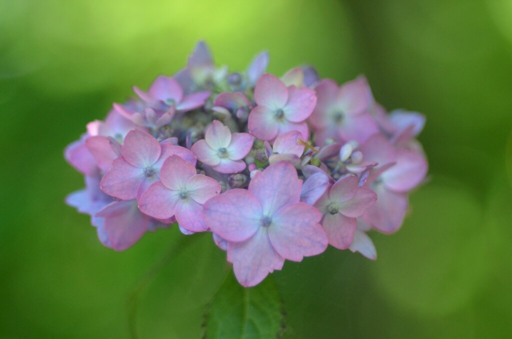 (4)散歩の途中で。15