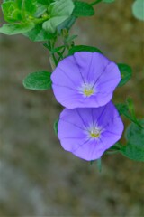 散歩の途中で。４