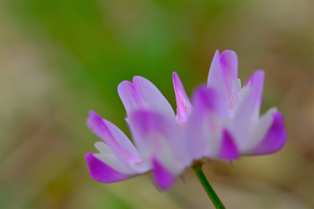 散歩の途中で。Ⅸ