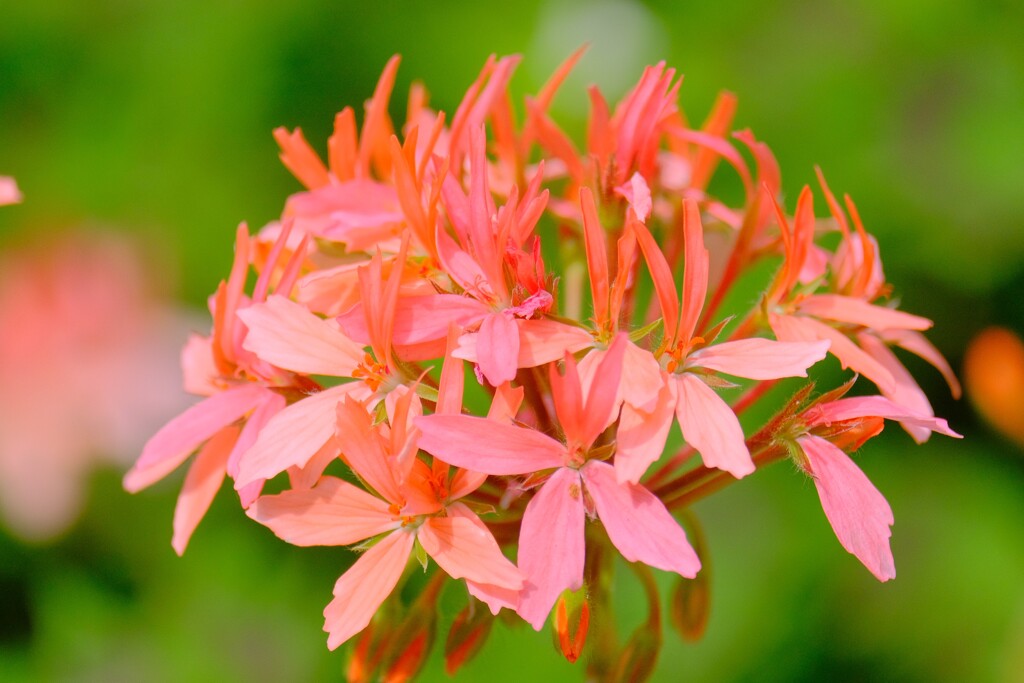 (9)散歩の途中で。3