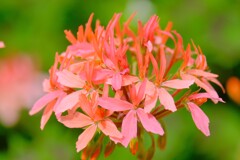 (9)散歩の途中で。3