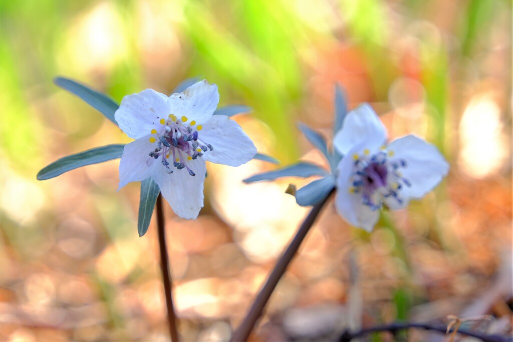 散歩の途中で。②