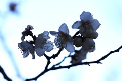 梅-２