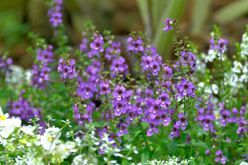 散歩の途中で。Ⅱ