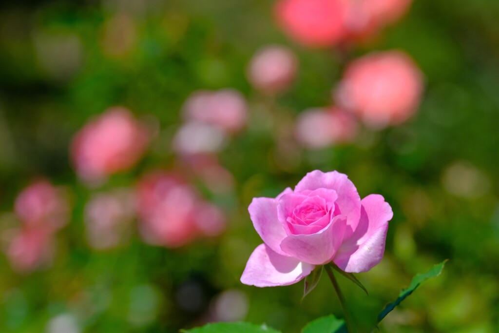 散歩の途中で。⑥