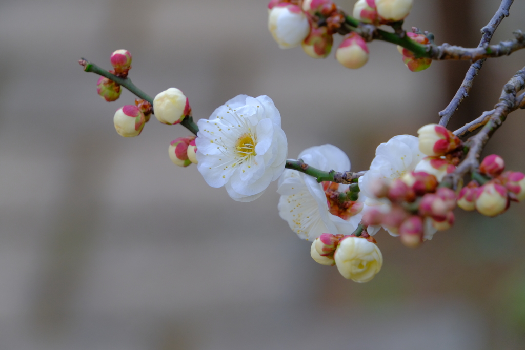 散歩の途中で。6