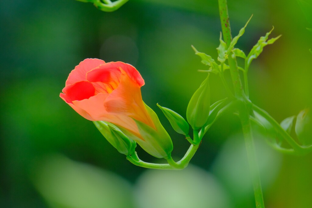 散歩の途中で。