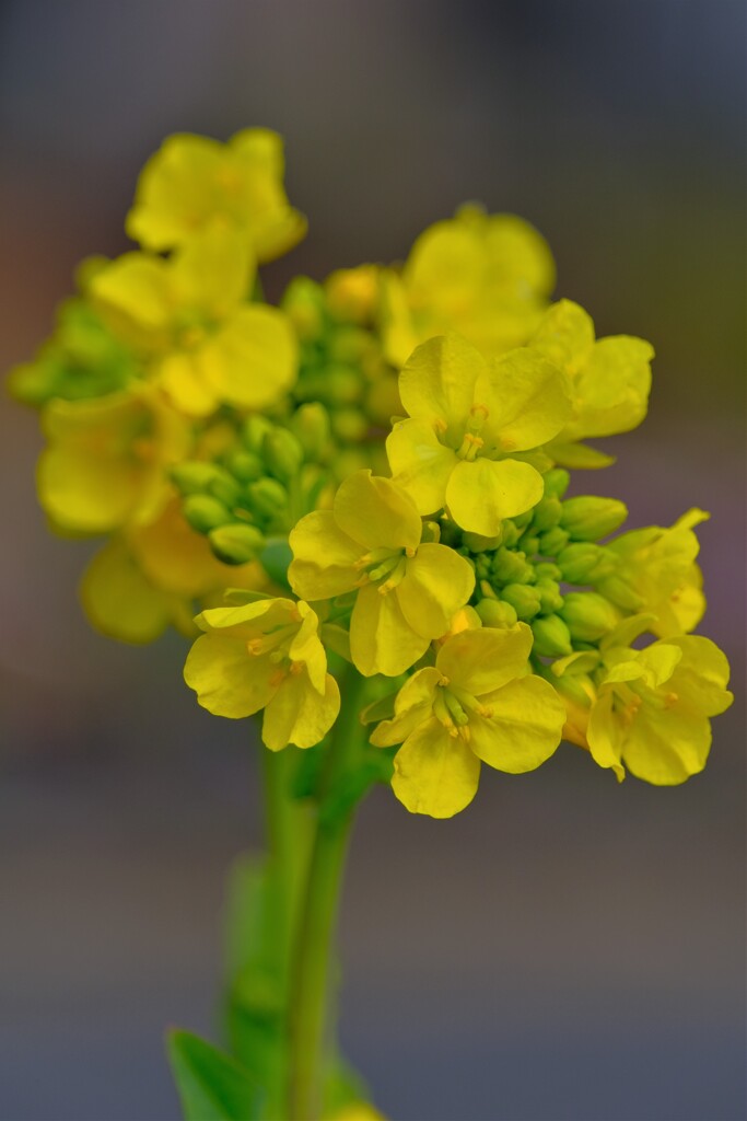 散歩の途中で。3