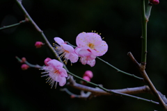 散歩の途中で。5