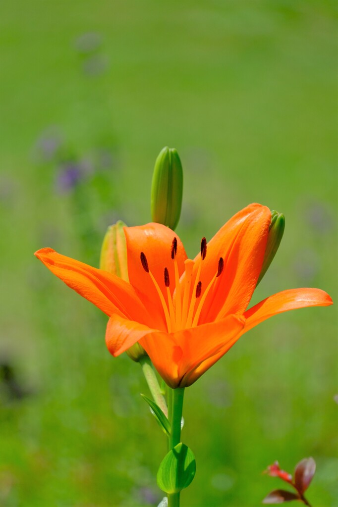 散歩の途中で。①