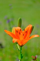 散歩の途中で。①