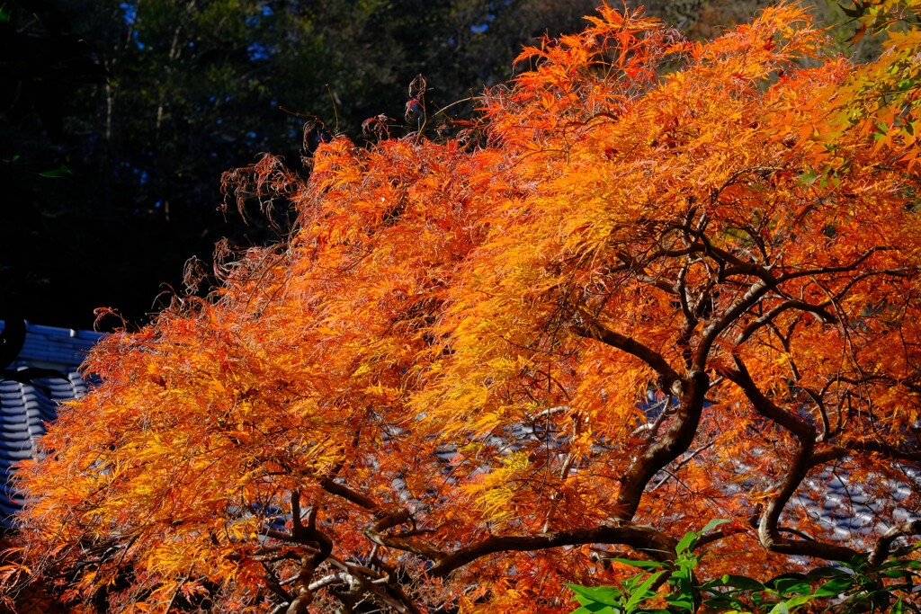 散歩の途中で、Ⅸ