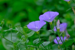 散歩の途中で。５