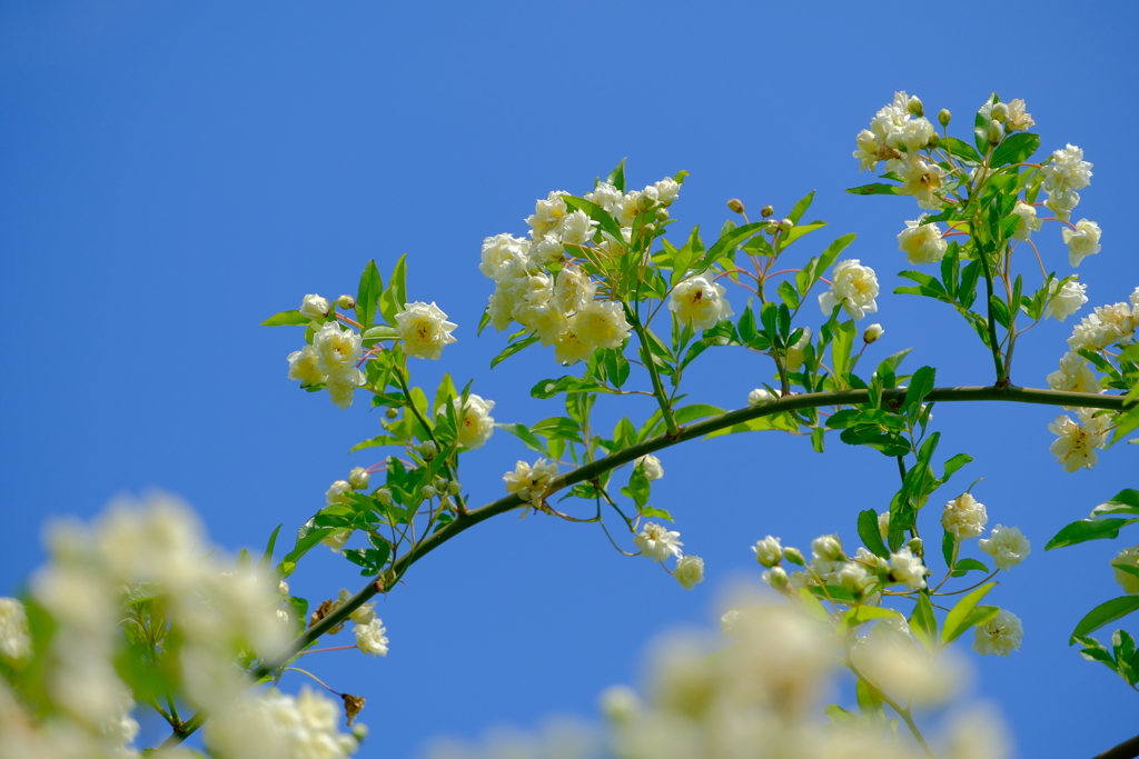 散歩の途中で。⑩