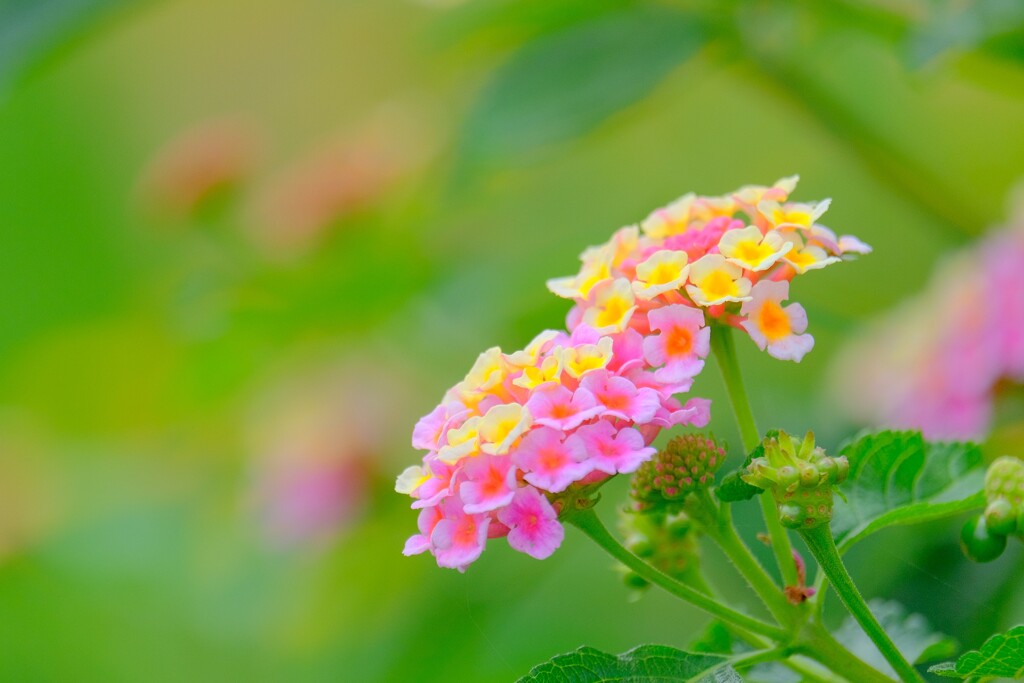 散歩の途中で。