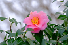 散歩の途中で。Ⅰ