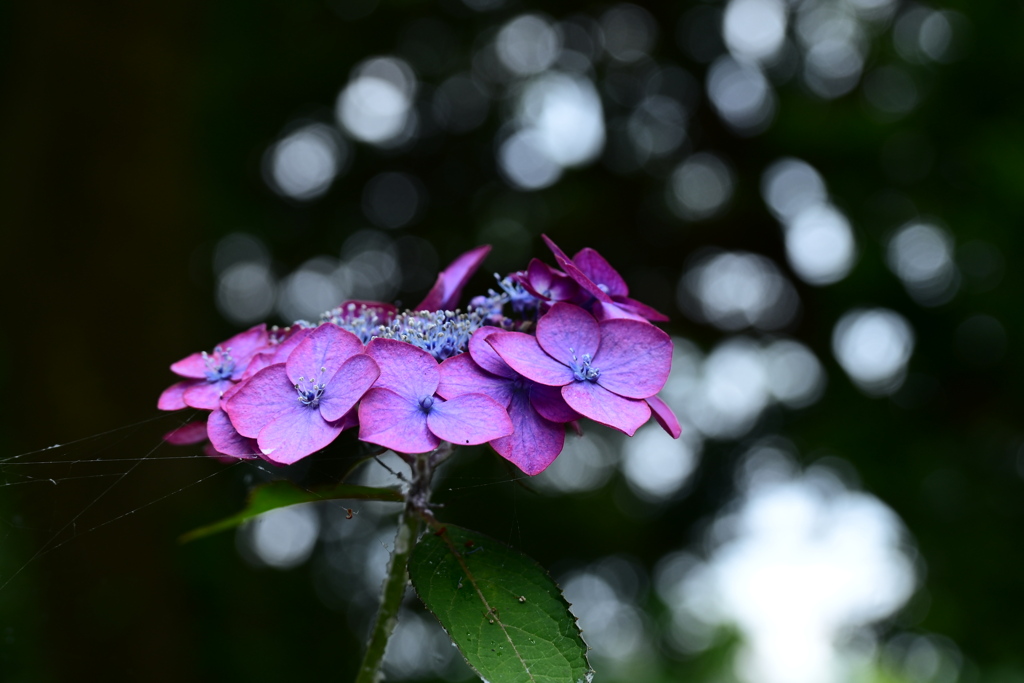 紫陽花（３）