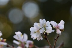 冬桜