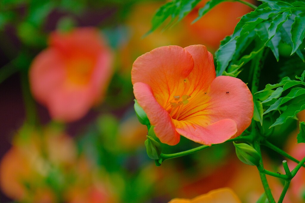 散歩の途中で。